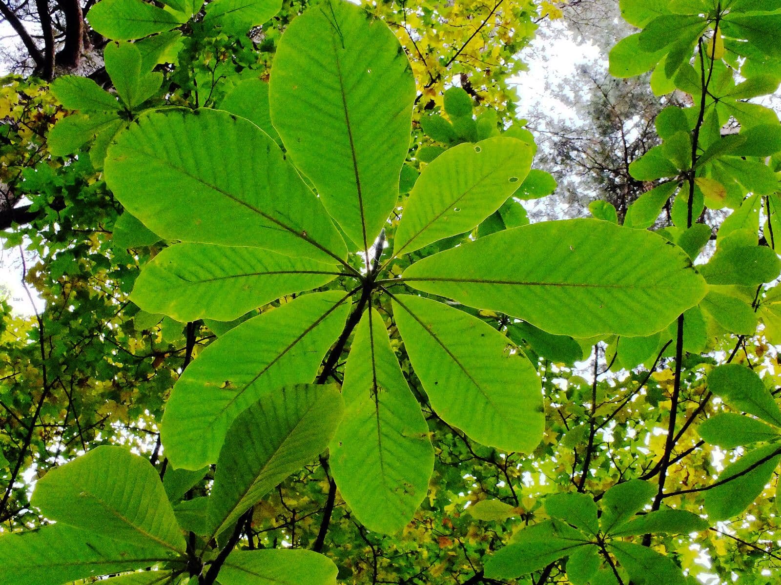 Magnolia obovata 10