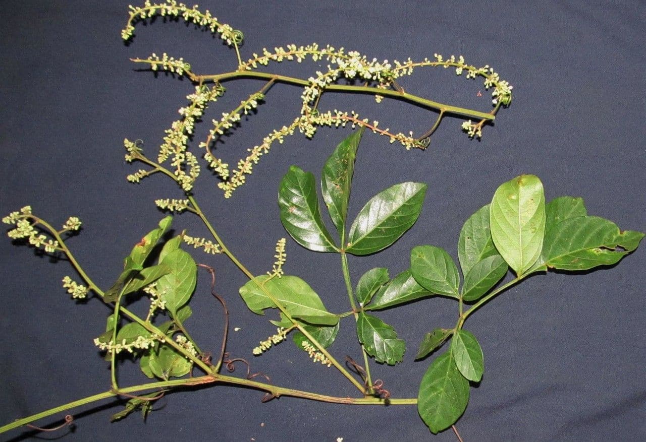 Serjania 6