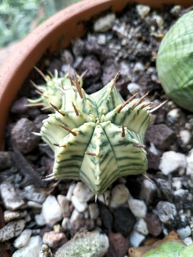 Melonensporn 6