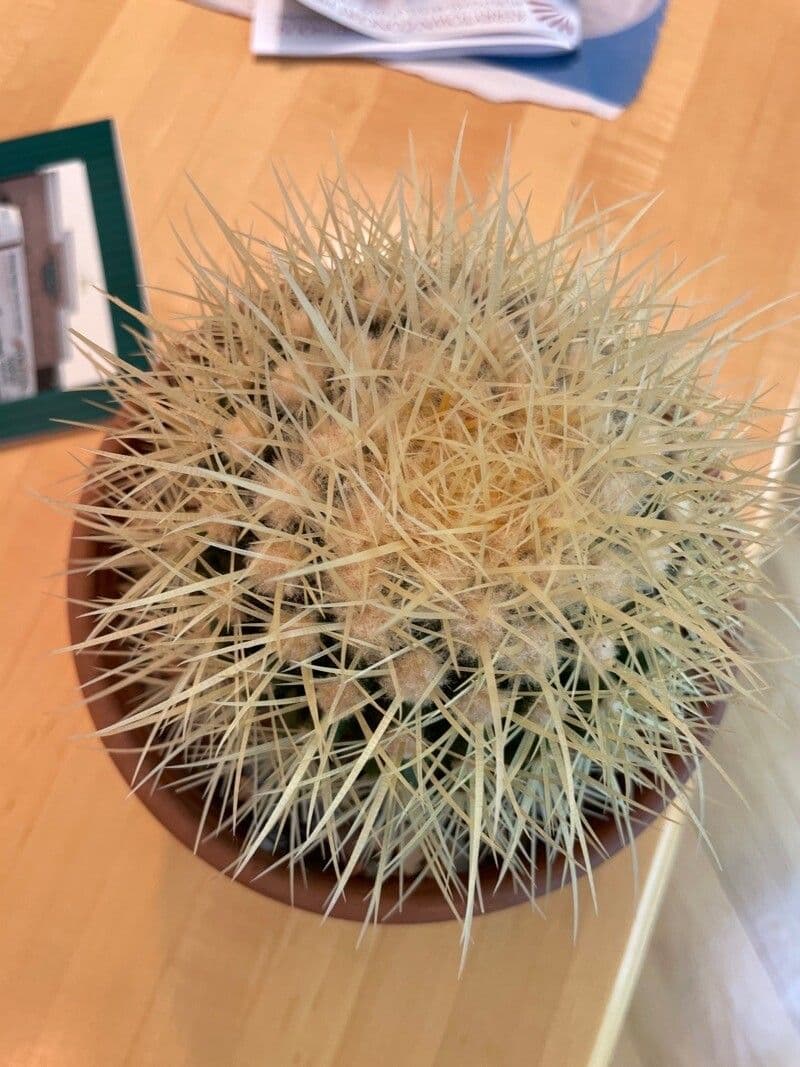 Cactus barile di Leconte 19