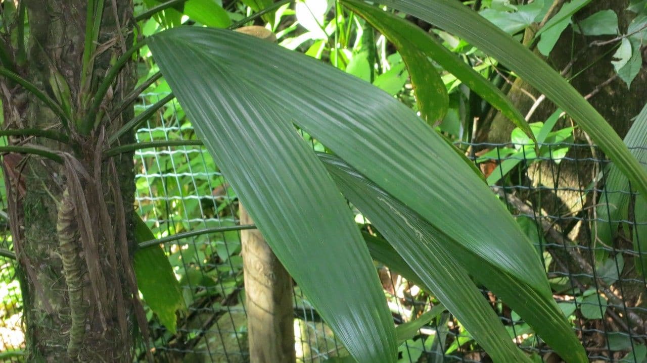 Asplundia 7