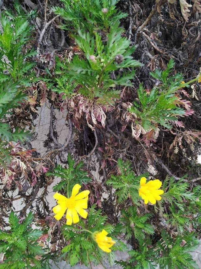 Euryops 9