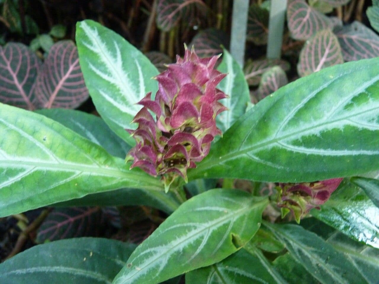 Pianta gamberetto viola 14