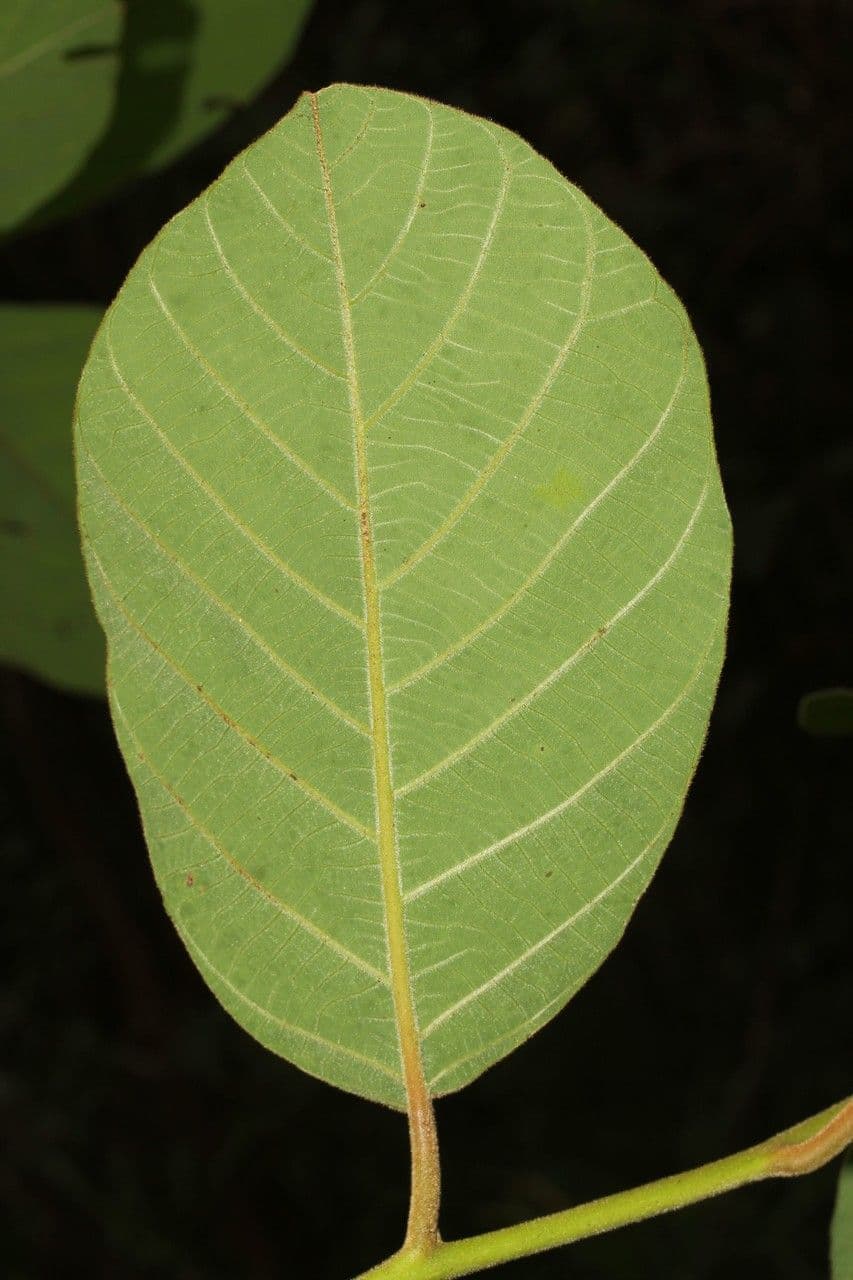 Litsea 10