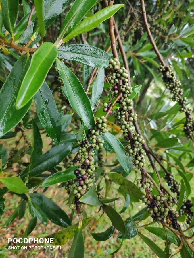 Myrsine coriacea 5
