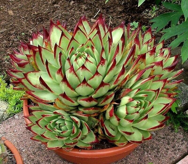 Echeveria 18