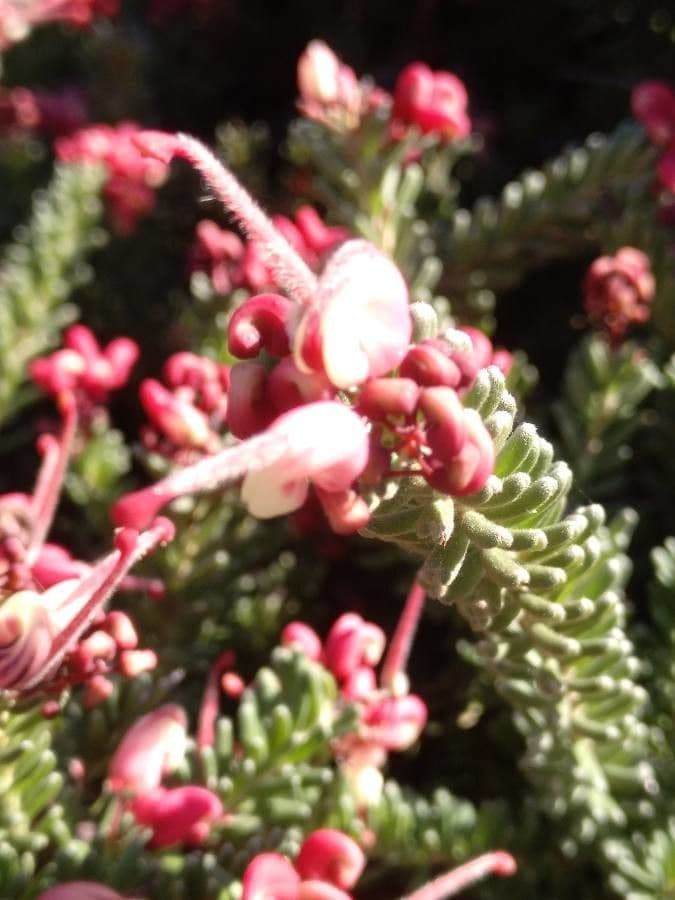 Grevillea lanosa 5