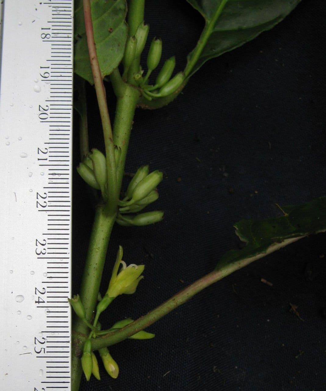 Hoffmannia 11