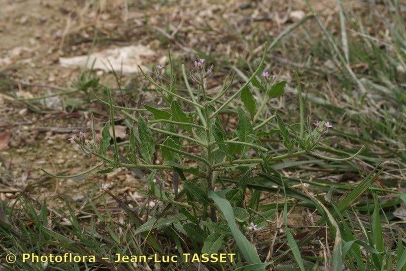 Malcolmia africana 10
