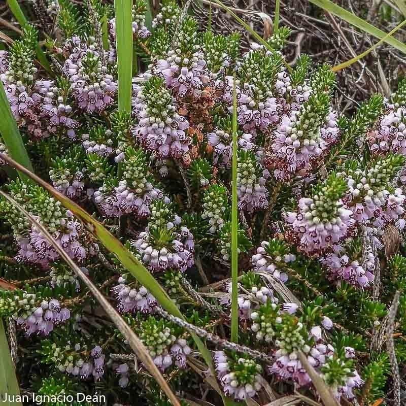 Cornwall-Heide 12