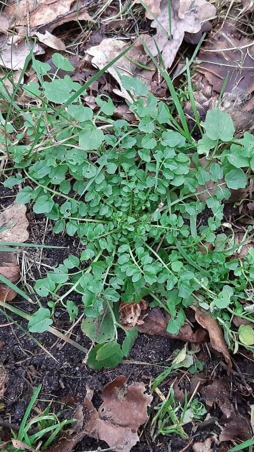 Cardamine raphanifolia 17