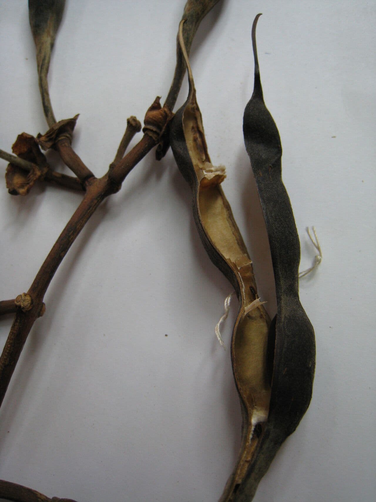 Erythrina bruna 27