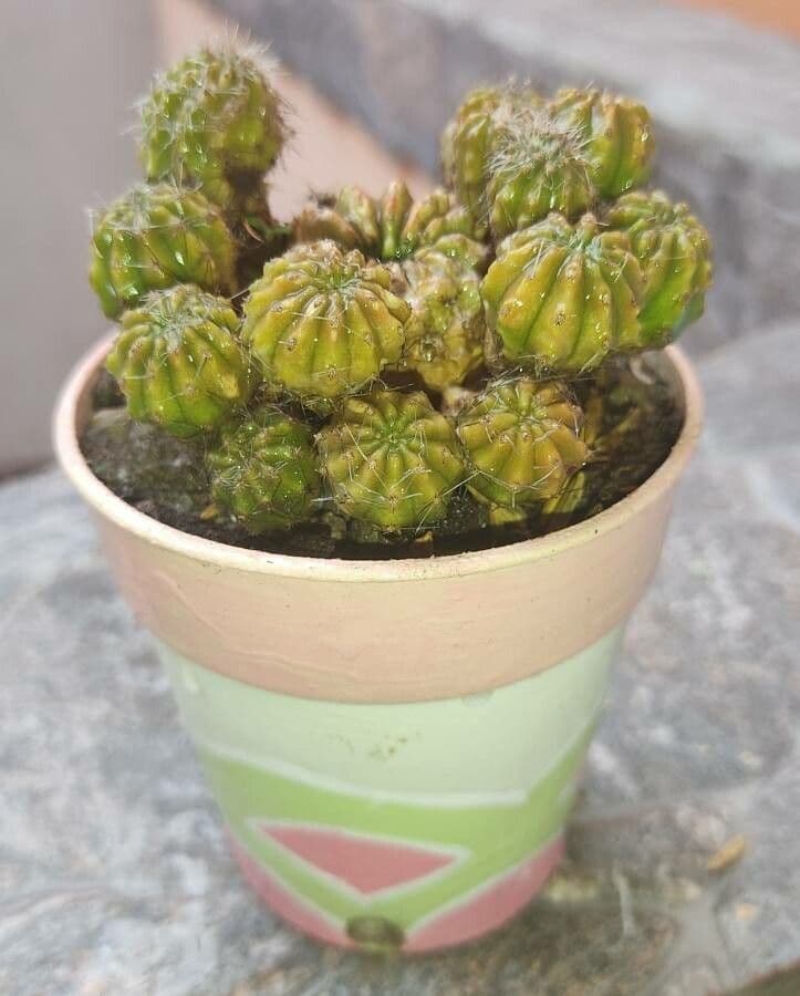 Echinopsis 11