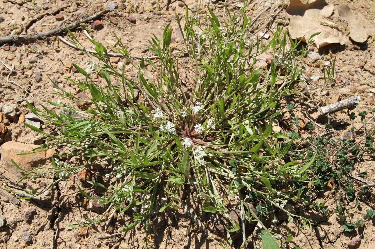 Limnosciadium