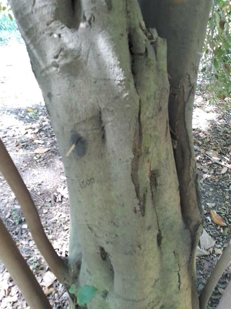 Bobovcovité 6