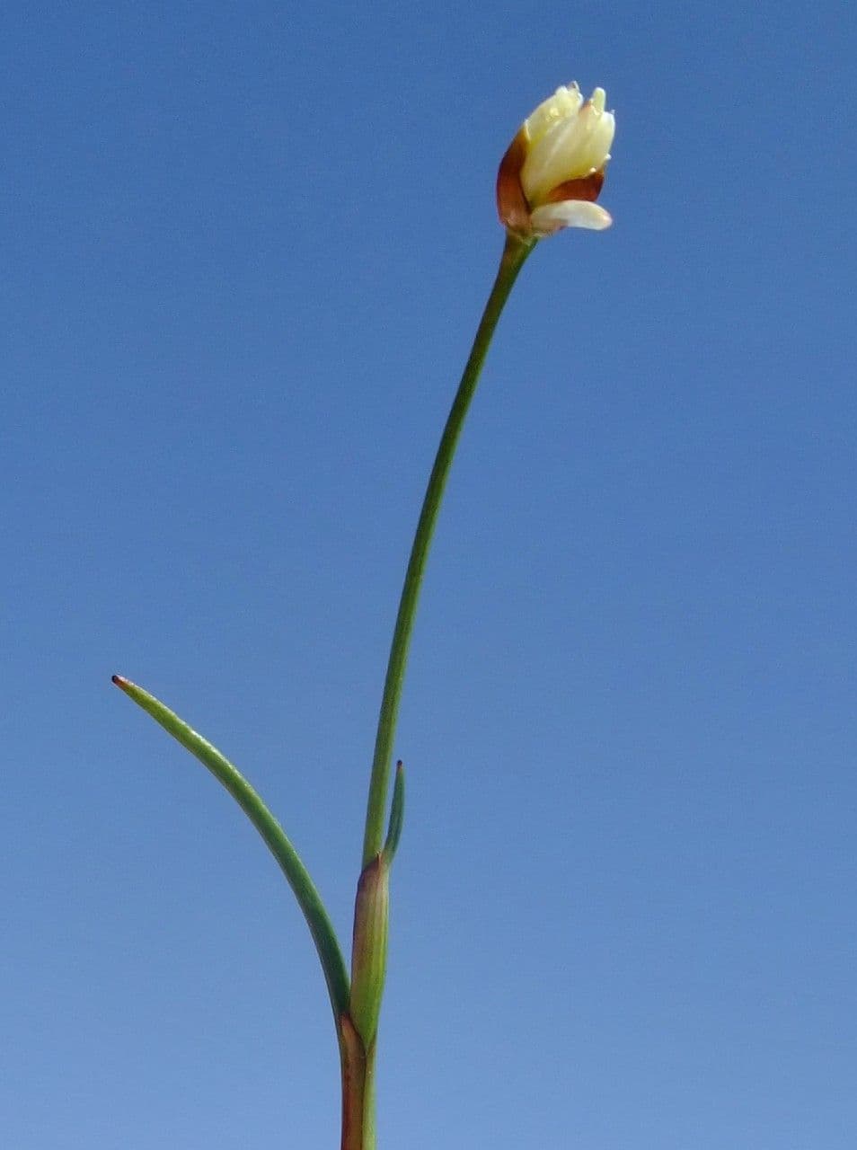 Jonc à trois fleurs 8