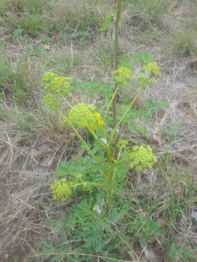 Polytaenia 10