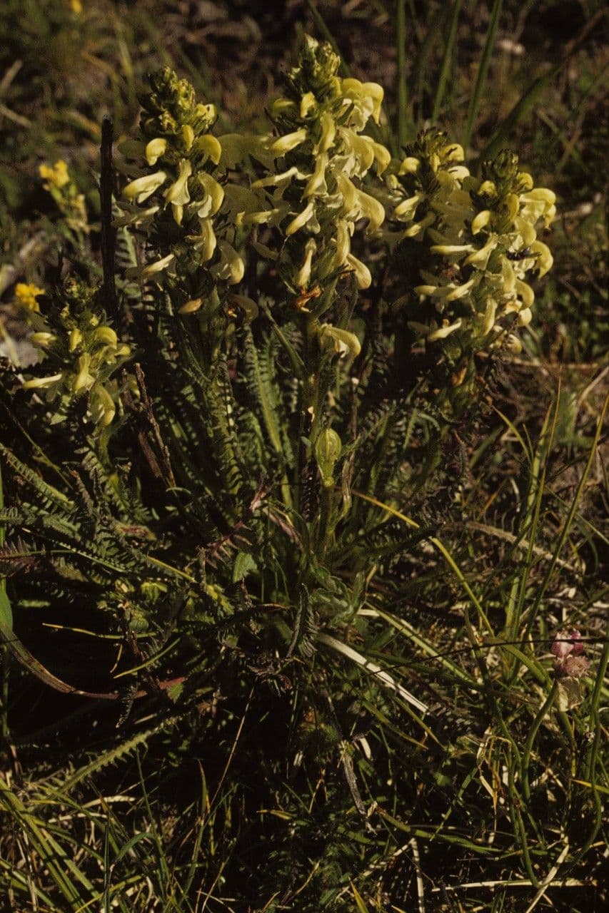 Pedicularis di Parry 8