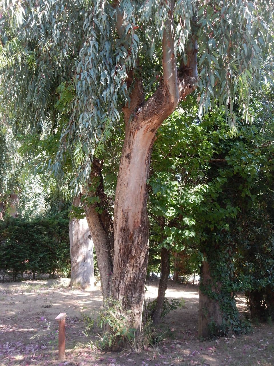 Eucalipto rosso 15