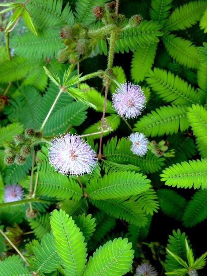 Mimosa pudica 9