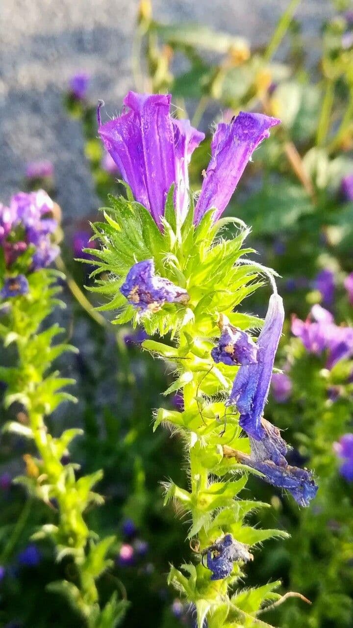 Echium rosulatum 15