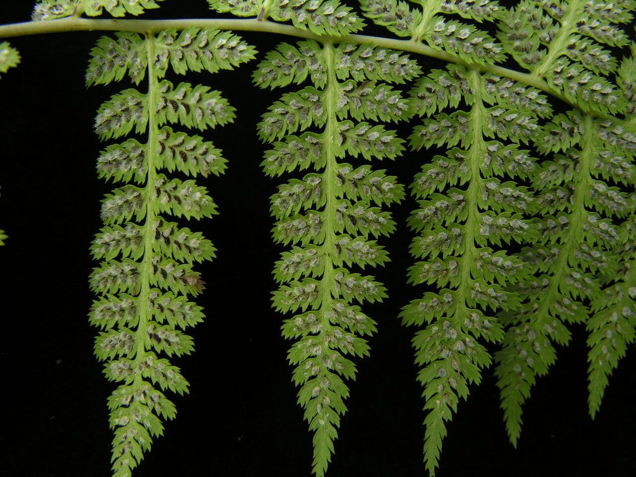 Athyrium 6
