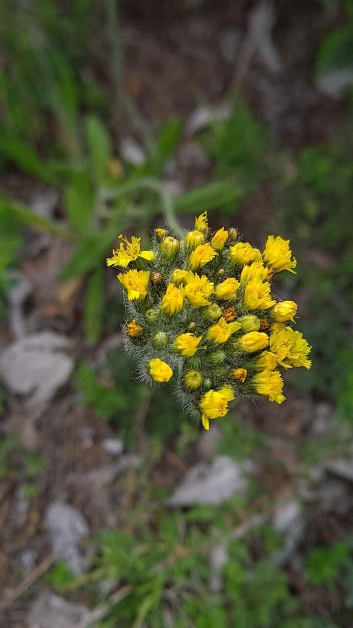 Pelosella con corimbo 3
