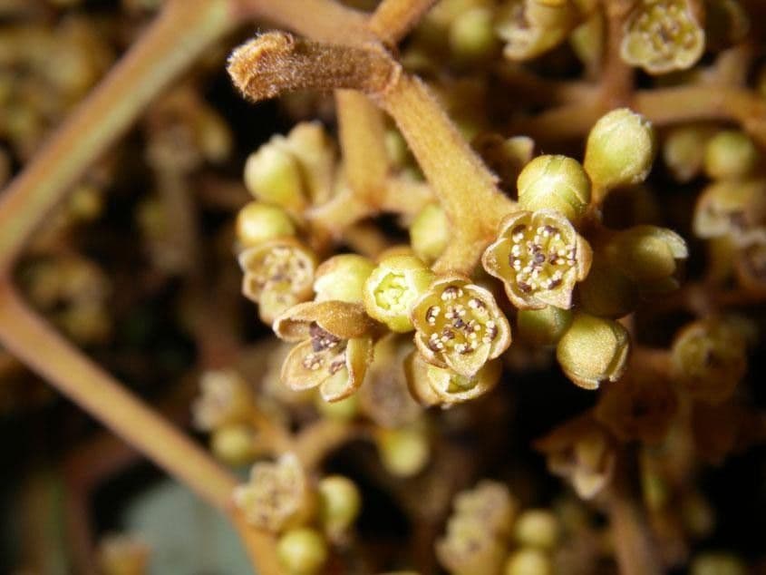 Ocotea 3