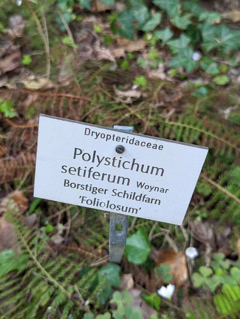 Borstiger Schildfarn 25