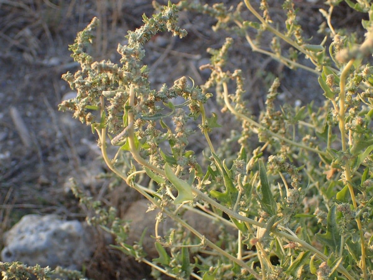 Atriplice tartara 25