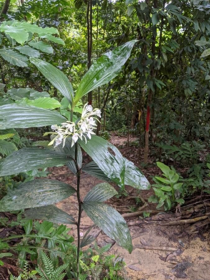 Calanthe 20