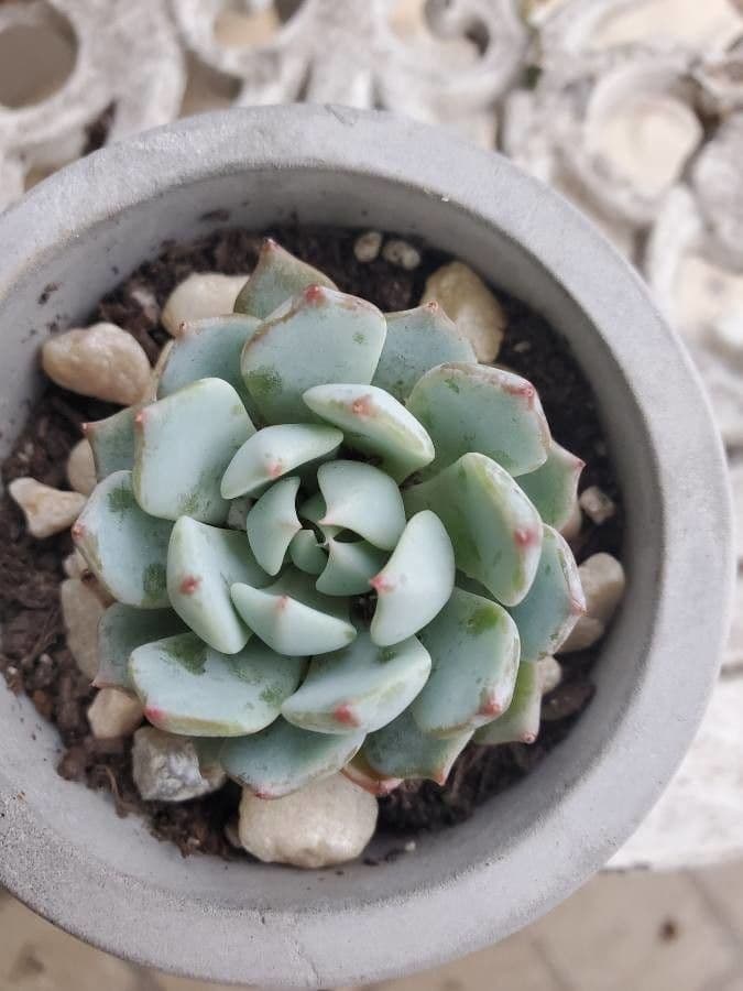 Echeveria elegante