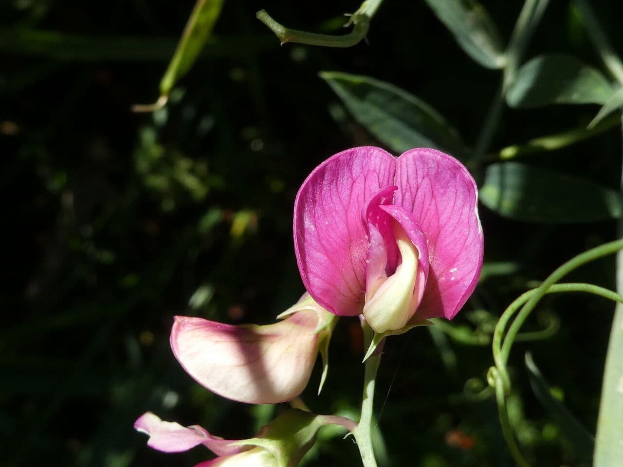 Cicerchia 7
