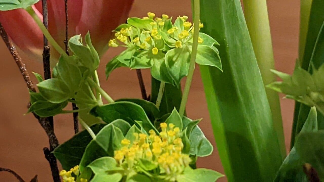 Bupleurum rotundifolium 8