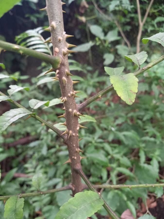 Zanthoxylum 11