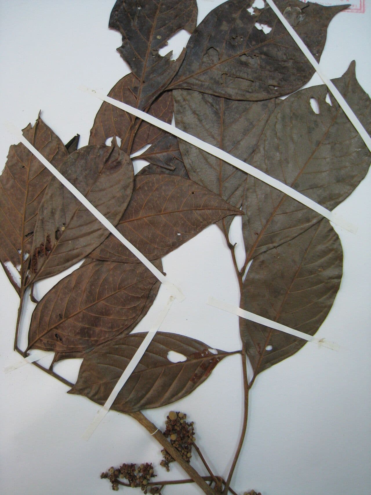 Trichilia 5