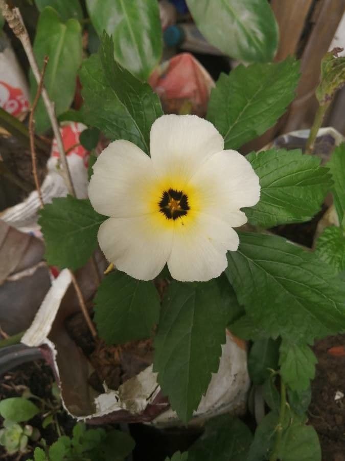 Turnera subulata 21