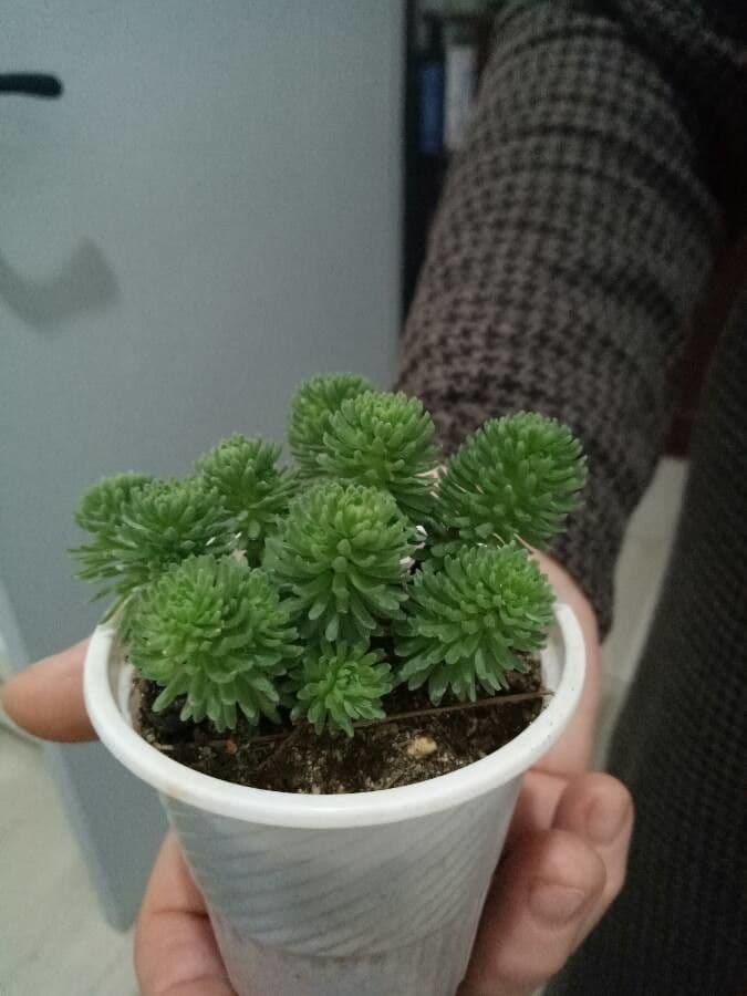 Sedum 4