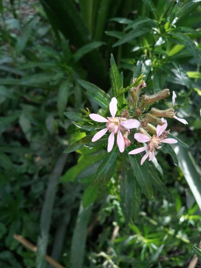 Cuphea racemosa 5