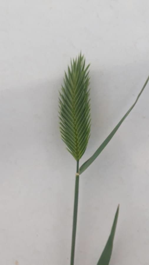 Grano farro 3