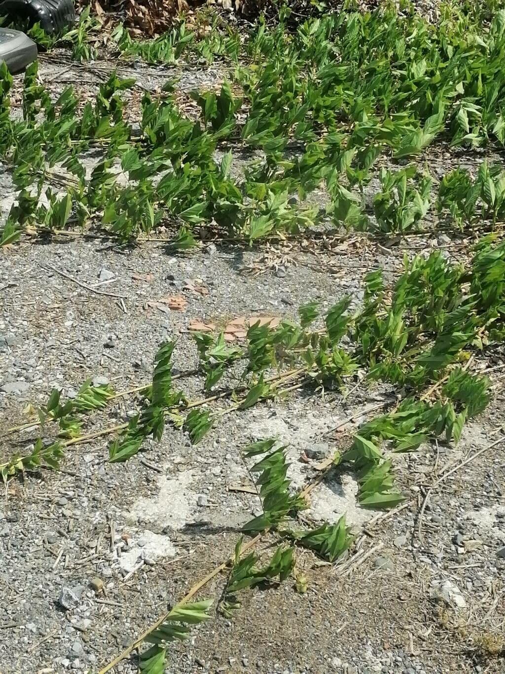 Ipomoea 9