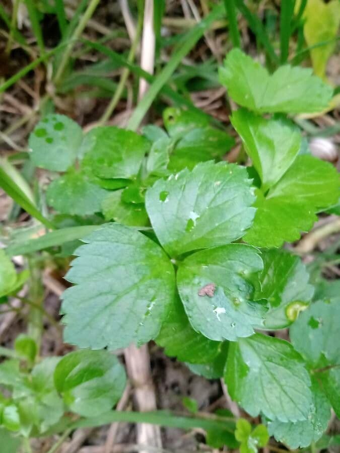 Coptis trifolié 16