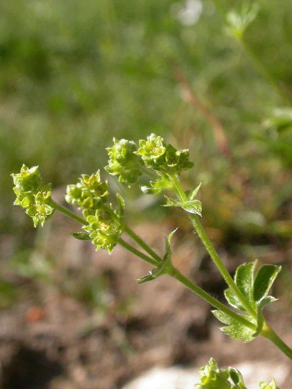 Alchemilla saxatilis