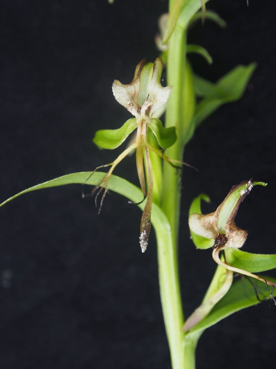 Habenaria 9