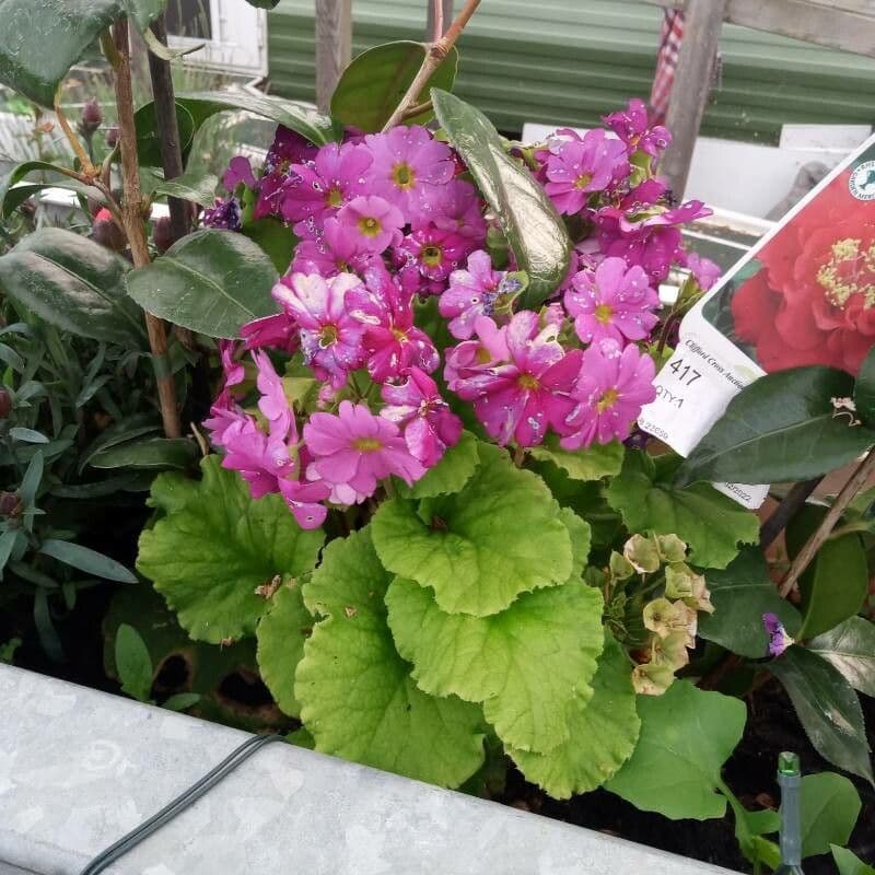 Primula 12