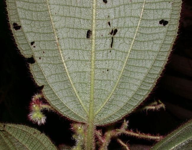 Miconia 16