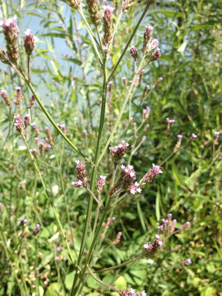 Verbena litorale 8