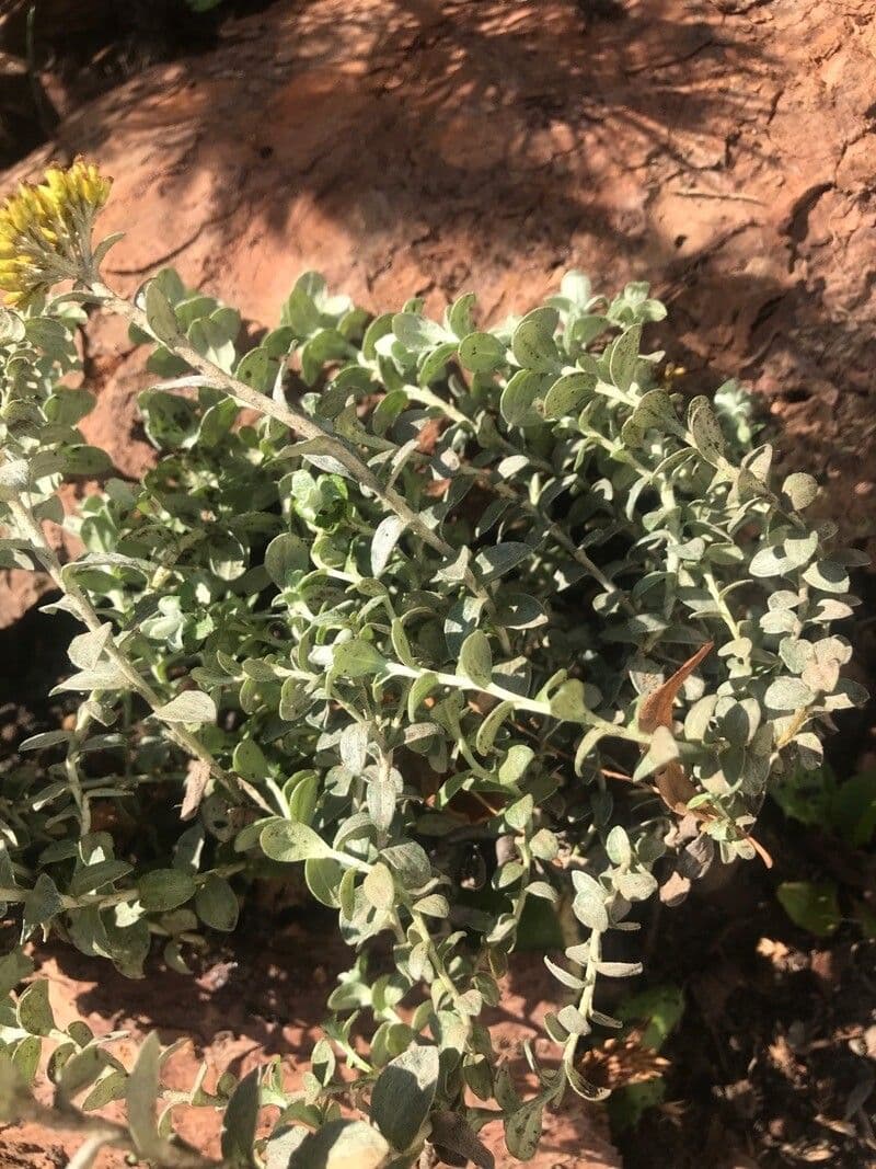 Doldiger Strohblume 11
