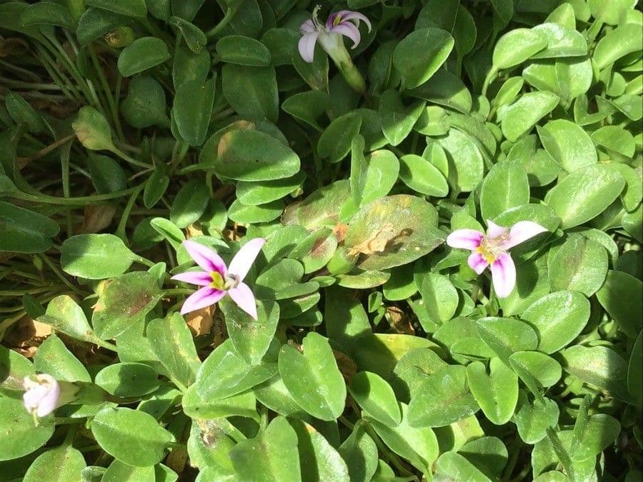 Lobelia 3