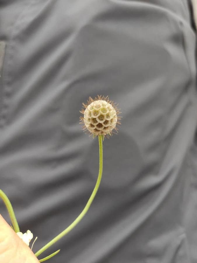 Ockergelber Witwenblumen